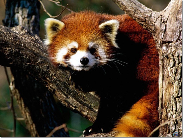 animals_747 animals_747