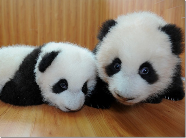 panda_twins_yaan_sichuan_province04 panda_twins_yaan_sichuan_province04