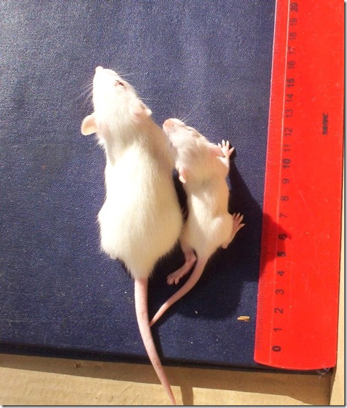 20051011-2 20051011-2