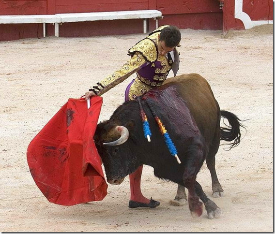 Бык с установленными бандерильями в холке