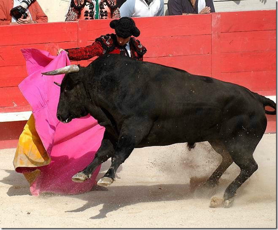 Работа капоте: помощники и матадор направляют быка в первой терции