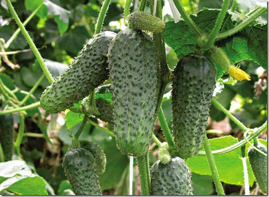 Свежие огурцы на столе