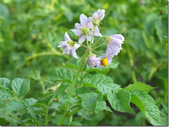 Картофельное поле с цветущими растениями