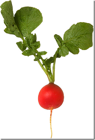 Свежий редис с зеленью