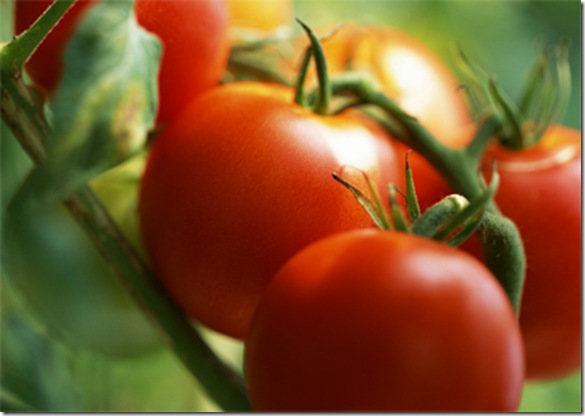 Свежие помидоры на ветке