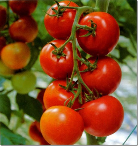 Разрезанный спелый помидор