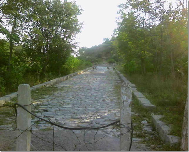 козы на дороге в пакистане