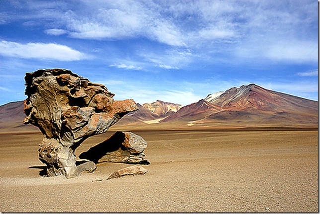 окаменевшие деревья окаменевшие деревья