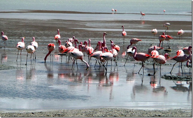 фламинго фламинго