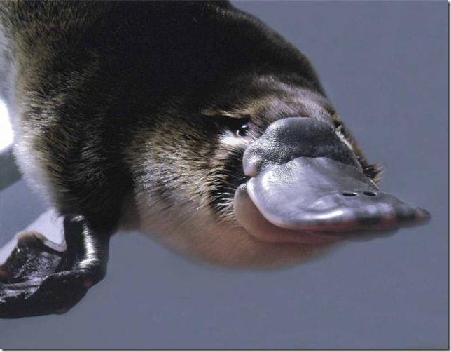 утконос плывет в реке