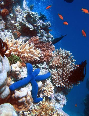 подводный пейзаж с морской звездой
