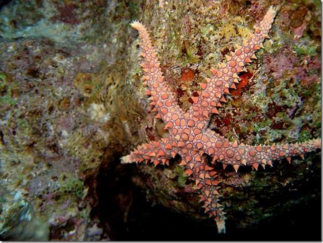 египетская морская звезда среди кораллов в тропическом море