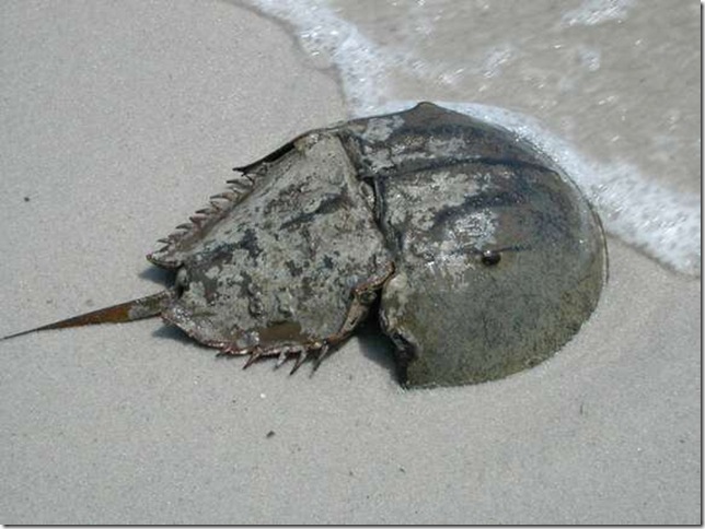 мечехвост на морском берегу во время нереста