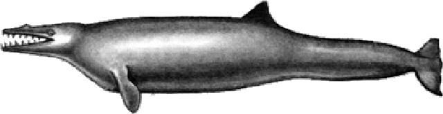 Archaeoceti Archaeoceti