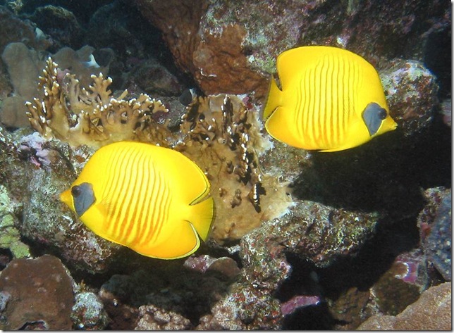 BlueCheekButterflyfishes BlueCheekButterflyfishes