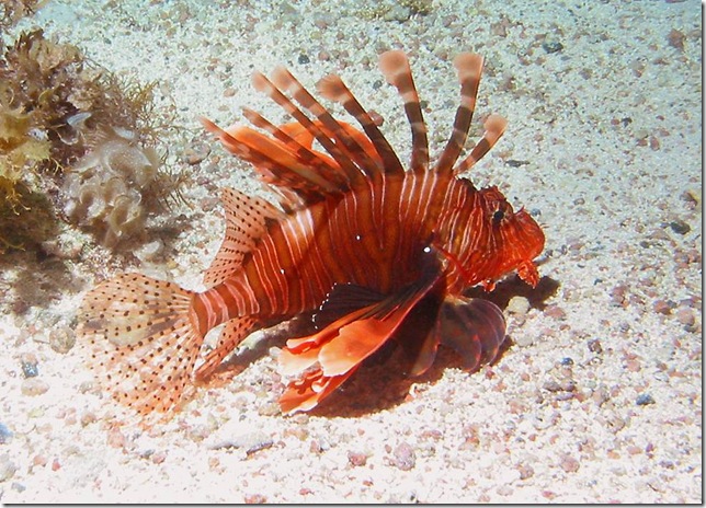 JuvenileLionfish JuvenileLionfish