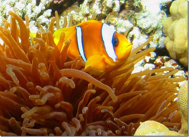 RedSeaAnemonefish RedSeaAnemonefish