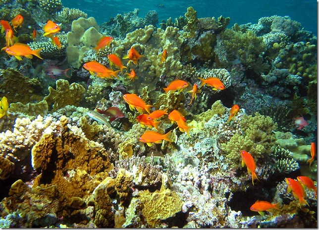 ReefWithSmallFish ReefWithSmallFish