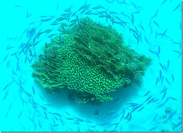 SchoolingFishAtDahab SchoolingFishAtDahab