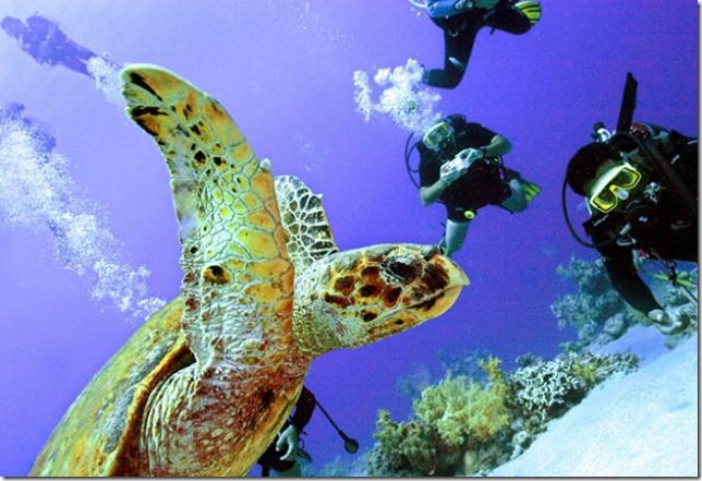 p14redseaturtle_268162s p14redseaturtle_268162s