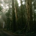 Дождевые леса восточного побережья Австралии