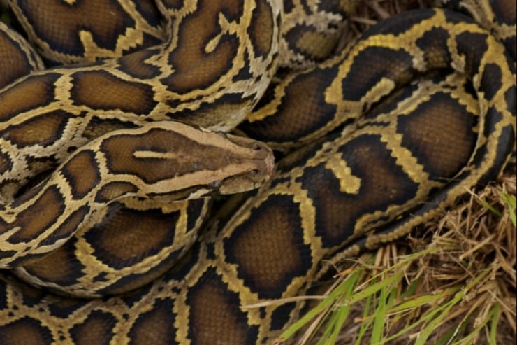 большой питон