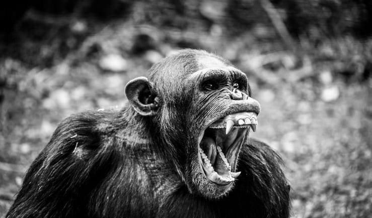 агрессивный шимпанзе
